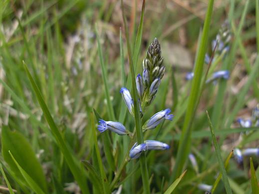 genziana?? no, Polygala sp